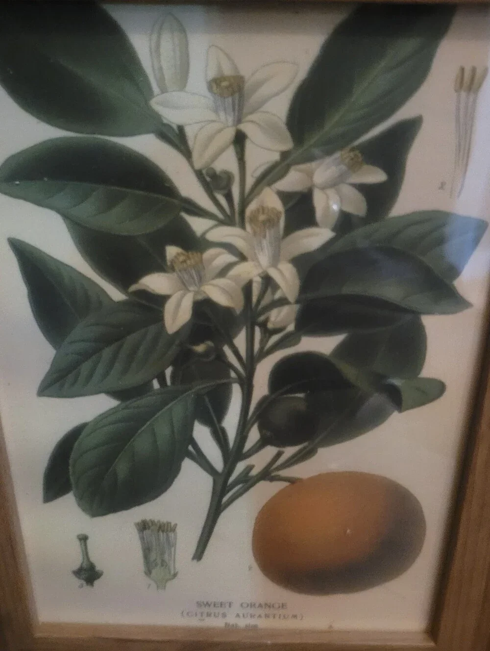 Botanical Sweet Orange Wall Art Print in Green and Cream - Unbranded